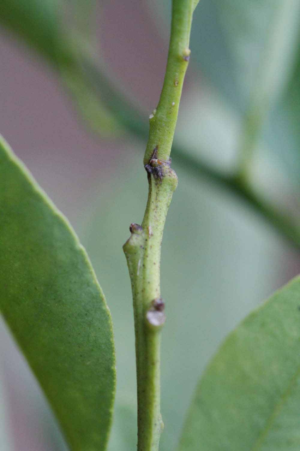                First year twig (Dancy Frost Nucellar, Riverside,   CA)       